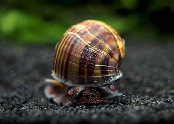 Aquatic Arts 20 Live Black Mystery Snails | Freshwater Scrubber/Real Living Aquarium Glass Clearer | Nano Tank Decorations