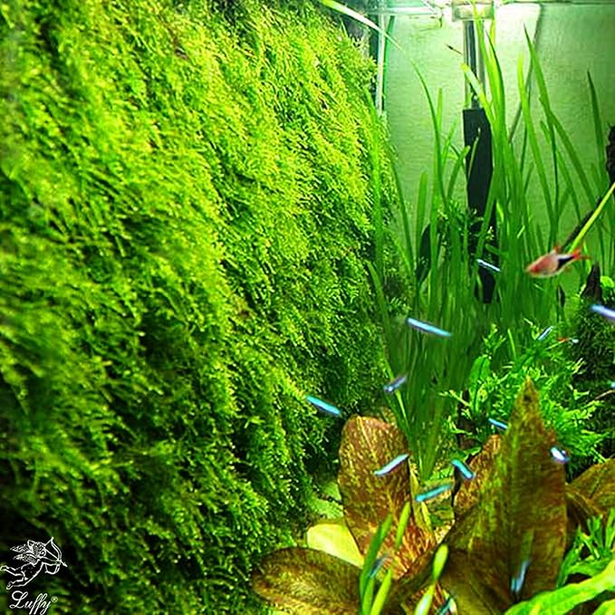 Luffy Decorative Aquatic Moss Wall, 2 Plastic Floor Wire Mesh Sheets, Air Vent Screens, Aquarium Plant Accessory for Seaweed, Net Pad for DIY Projects, Carpet for Fish Tank, 12 x 8 Inches