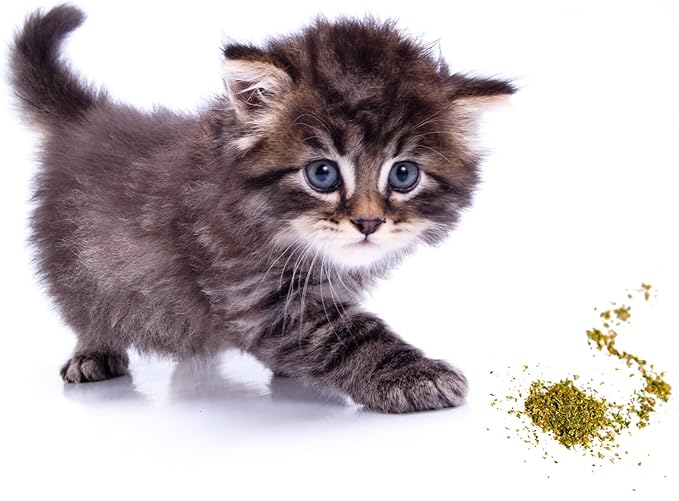 Catnip, Premium Blend Safe for Cats, Infused with Maximum Potency Your Kitty is Sure to Go Crazy for (1 Cup)