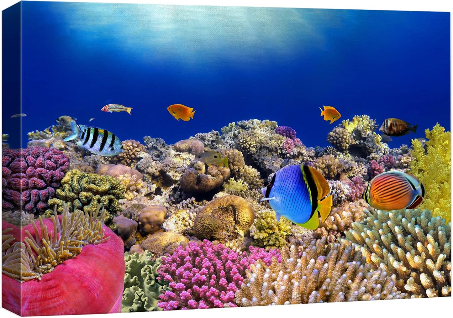 wall26 Canvas Print Wall Art Vibrant Coral Reef Anemone Fish Ecosystem Nature Animals Photography Realism Rustic Scenic Landscape Wilderness Earth Colorful for Living Room, Bedroom, Office - 12"x18"