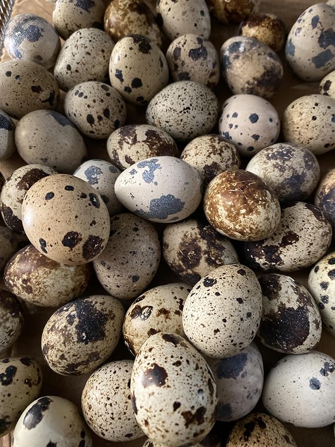 20 Large Fertile Hatching Mixed Jumbo Pharoah Coturnix,Jumbo Italian, White Quail Hatching Eggs by Fox Peak Outdoor Supply LLC.