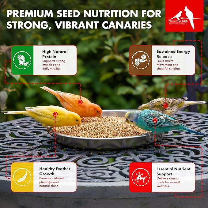 Morning Bird Canary Seed 9 lbs, Nutrient-Rich Bird Seed, Creamy Golden Grain Powerhouse - Supports Healthy Feathers & Strong Bones – Natural Daily Nutrition for All Bird Types