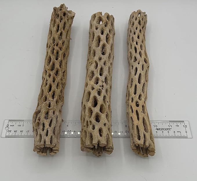 Awesome Aquatic Natural Cholla Wood Tube 12" up to 2" Dried Untreated Hollow Cactus Skeleton Aquariums Shrimp Fish Reptile Terrarium Habitat Decor Teddy Bear Staghorn (XL 12 in x up to 2 in Diameter)