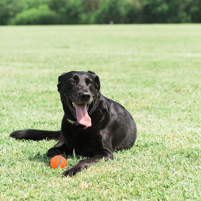 Chuckit! Dog Tennis Ball Dog Toy, Large (3 Inch Diameter) for Dogs 60-100 lbs, Pack of 24