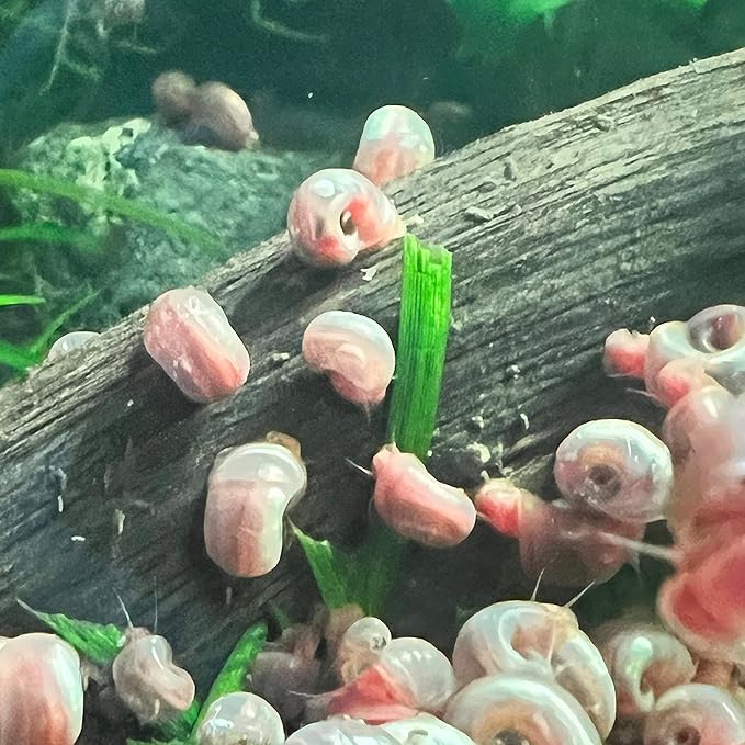 10 Live Ramshorn Snails by Dylfinds for Freshwater Aquarium/Pond Colony Start Clean-up Crew Planorbella Duryi (Variety Mix)