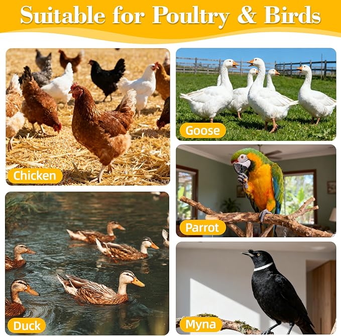 RAINFLOW Crushed Oyster Shell for Chickens - 15oz Calcium Supplement for Laying Hens, Supports Strong Eggshells,Natural Poultry Mineral for Backyard Chickens (Pack of 2)