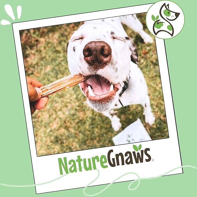 Nature Gnaws Large Bully Sticks for Dogs 5-6" (3 Count) - Thick Long Lasting for Aggressive Chewers and Large Dogs - Natural Beef Dog Chew Bones