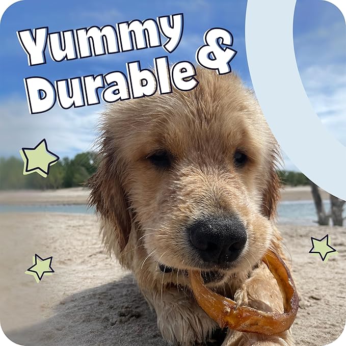 Pawstruck Bully Sticks for Dogs 6"" Long Lasting Rawhide Free Dental Chews Single Ingredient 100% Real Beef Pizzle Dog Treats 5-Pack Bonus Bag Low Odor Premium Quality
