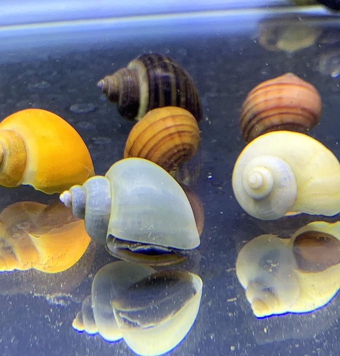 Mystery Snails x3 (Pomacea Bridgesii) Large Mix Pack - Live Freshwater Snails