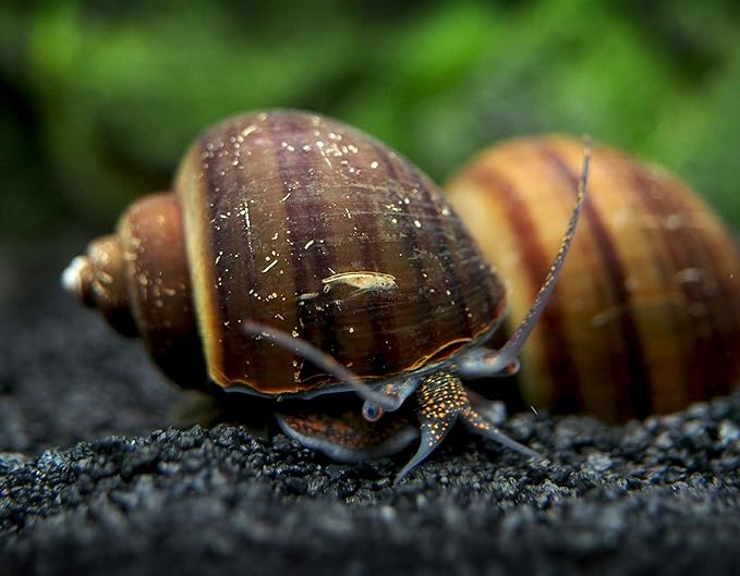 Aquatic Arts 5 Live Black Mystery Snails Freshwater Aquarium Species/Real Living Glass Fish Tank Clearer | Nano Pets/Natural Decorations