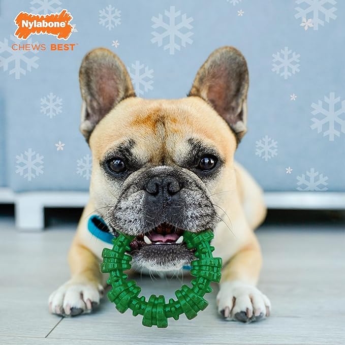 Nylabone Textured Ring Power Chew Toy for Dogs, Dog Toys for Aggressive Chewers, Winter Green Flavor, Small - Up to 25 lbs, 1 Count (Pack of 2)