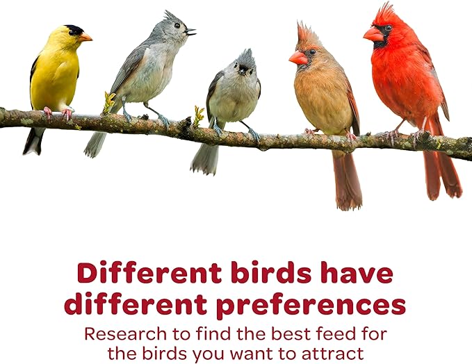 Kaytee Wild Bird Finch Food Blend, 5 lb (Pack of 2)