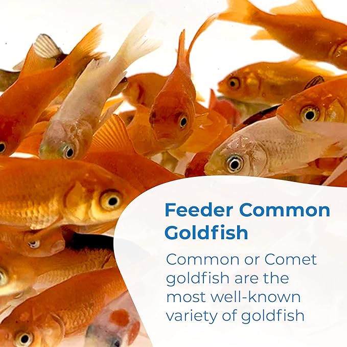 Toledo Goldfish Comet Feeder Goldfish: Live Feeder Goldfish Perfect for Stocking Ponds, Tanks, and Aquariums – 0.75 to 1.5 inches, 250 Fish