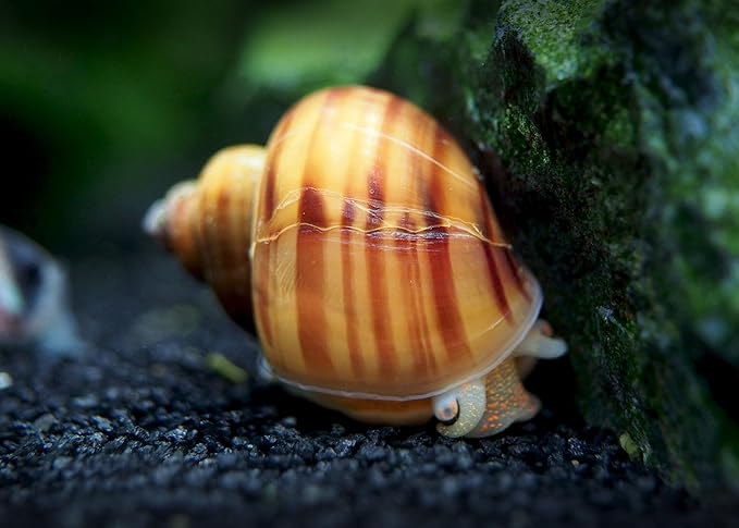 Aquatic Arts 3 Live Albino Mystery Snails | Freshwater Aquarium Species | Safe in Tetra/Guppy/Betta Fish Tanks