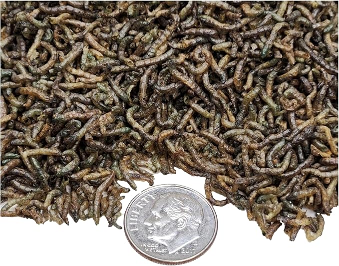 Bloodworms- Freeze Dried Grade A Floating Bloodworms for Discus, Cichlids, Marine Fish, All Tropical Fish, Carnivore Plants…6oz Med Jar