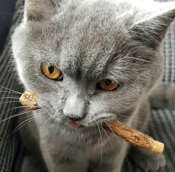 Natural Silvervine Cat Chews – Dental Health, Teeth Cleaning Treats, Catnip-Free, Vegan –10 Pieces, Resealable Bag