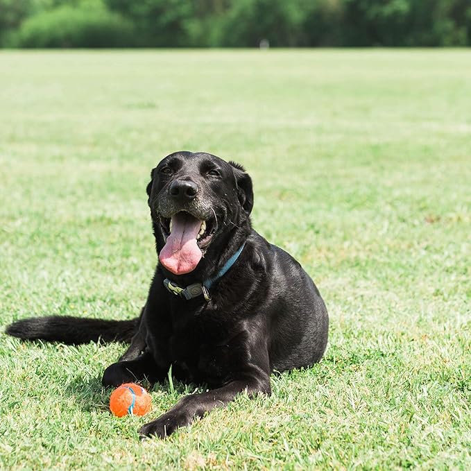 Chuckit! Dog Tennis Ball Dog Toy, Large (3 Inch Diameter) for dogs 60-100lbs, Pack of 1