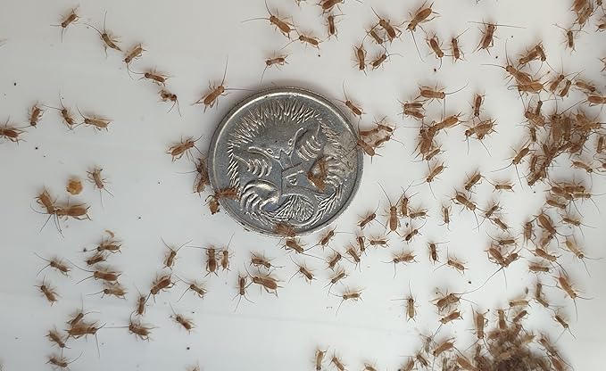 Pinhead Live Banded Crickets (1000 Count)