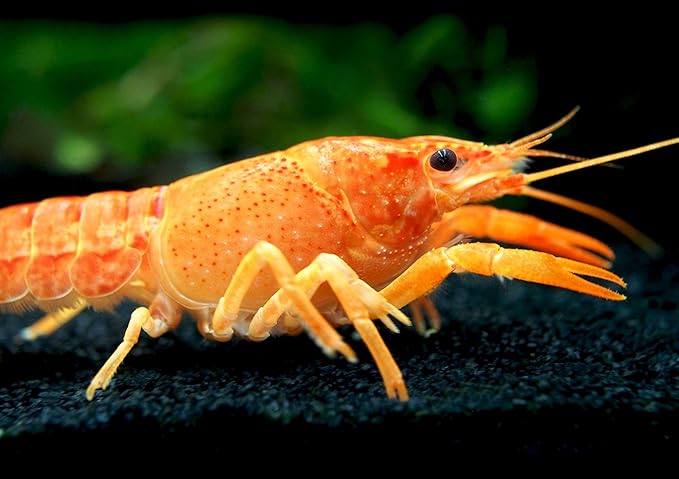 Aquatic Arts 1 B-Grade Neon Red Crayfish | Live Freshwater Aquarium Lobster/Crawfish/Crawdad/Real Living Fish Tank Pet