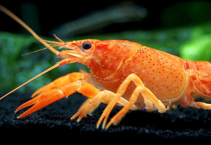 Aquatic Arts 1 Male Neon Red Crayfish | Live Freshwater Aquarium Lobster / Crawfish / Crawdad / Real Living Fish Tank Pet