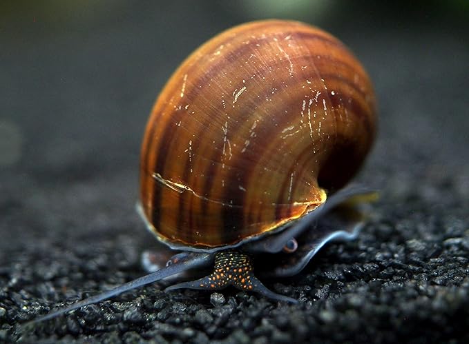 Aquatic Arts 20 Live Black Mystery Snails | Freshwater Scrubber/Real Living Aquarium Glass Clearer | Nano Tank Decorations