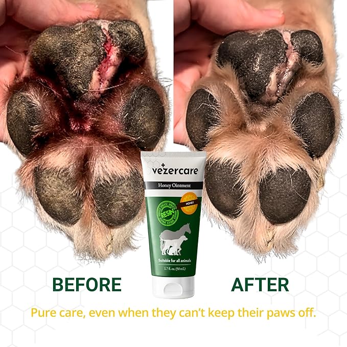 Honey Balm Ointment with Spruce Resin for Dogs, Cats & Horses, Alternative to Medihoney Wound Gel, Hot Spot Treatment for Dog and Cat Wound Care, 1.7oz, Made in Finland, Antifungal & Steroid Free