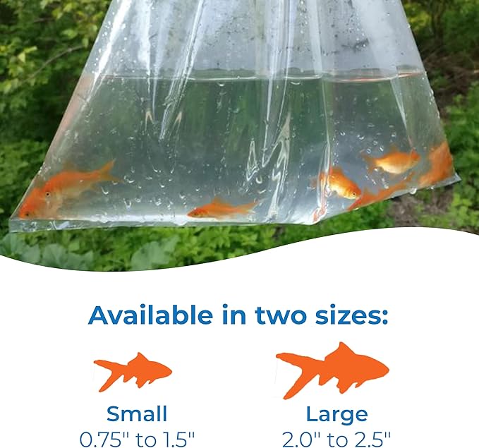 Toledo Goldfish Comet Feeder Goldfish: Live Feeder Goldfish Perfect for Stocking Ponds, Tanks, and Aquariums – 0.75 to 1.5 inches, 250 Fish