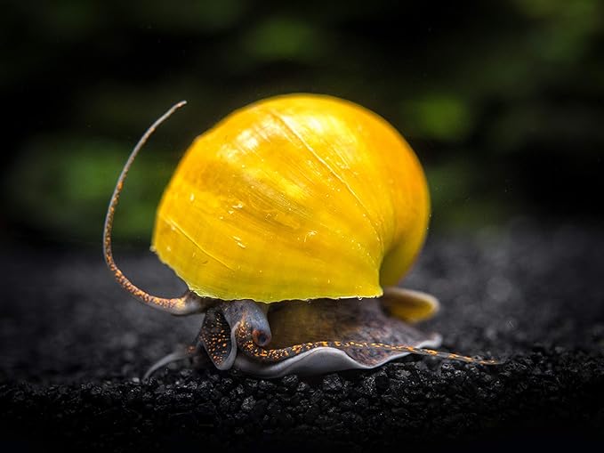 Aquatic Arts 5 Live Olive Jade Mystery Snails Freshwater Aquarium Species | Real Living Glass Fish Tank Clearer | Nano Pets | Natural Decorations, 5-SNAILS