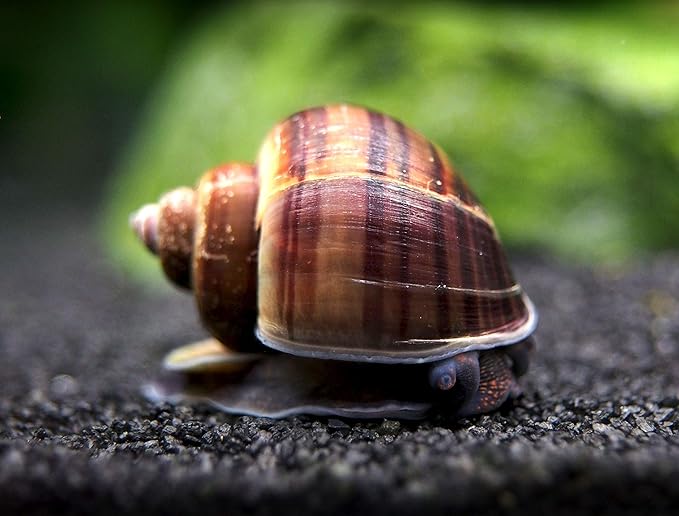 Aquatic Arts 10 Live Black Mystery Snails | Freshwater Aquarium Species | Safe in Tetra/Guppy/Betta Fish Tank | Clear Undergravel Substrate