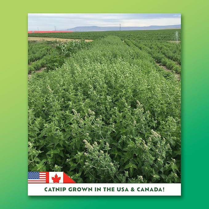 Silvervine Surge 2-Pack | Catnip and Silvervine Mix | Hand Harvested Fresh Catnip Grown in Canada and The USA | High Potency Blend for Engaging Play