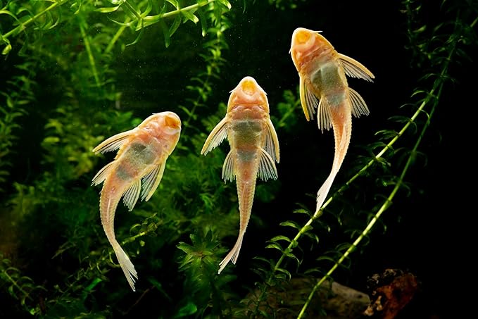 Dehydrated Cory Catfish Treats with Bug Wafers,Krill & Spirulina,Bottom Feeders,Pleco,Snail, Shrimp DCCBW (8oz)