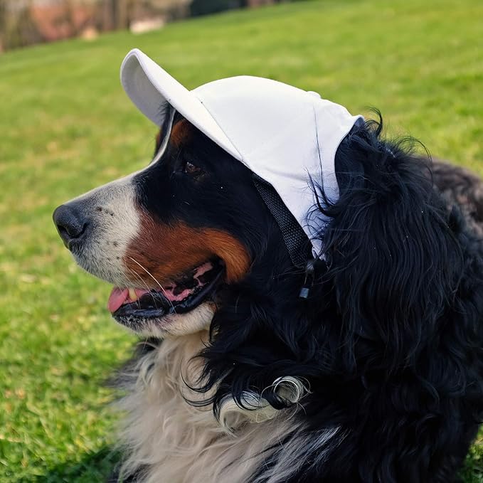 Littlearth NFL Detroit Lions Pet Baseball Hat, Size - Small