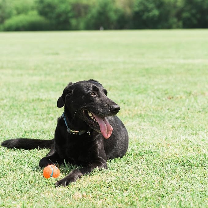 Chuckit! Dog Tennis Ball Dog Toy, Medium (2.5 Inch Diameter) for dogs 20-60 lbs, Pack of 4