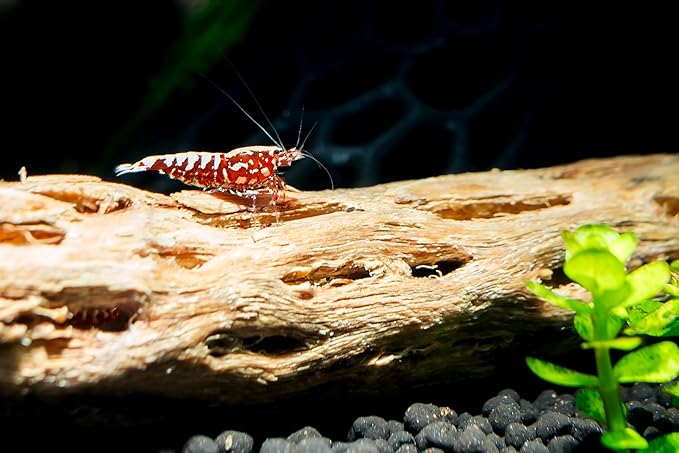 Awesome Aquatic Natural Cholla Wood Tube 12" up to 2" Dried Untreated Hollow Cactus Skeleton Aquariums Shrimp Fish Reptile Terrarium Habitat Decor Teddy Bear Staghorn (XL 12 in x up to 2 in Diameter)
