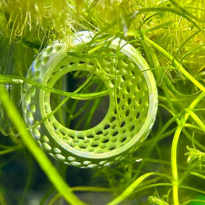 CTWPets Natural Betta Bulb Hide | Betta Rest Fish Tank Ornament | Aquarium Cave with Suction Cup for Small Fish Tank, Betta Habitat, Shrimp Hideout, Aquatic Decor (Forest Green)