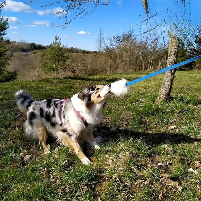 Dingo Natural tug Toy for Dog, Sheepskin Toy, Sheep Leather, Long Toy, for Chasing Motivation Reward Agility, Long Handle, Blue 15583