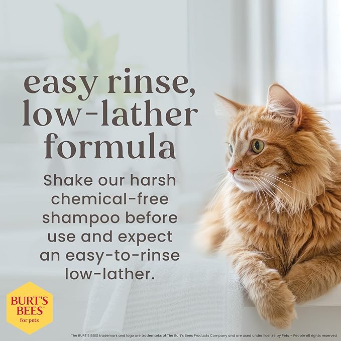 Burt's Bees for Pets Tearless Kitten Shampoo with Buttermilk and Honey, 99% Natural Origin Gentle Cat Shampoo for Sensitive and Itchy Skin, pH Balanced and Fragrance-Free, 10 Fl Oz - 2 Pack