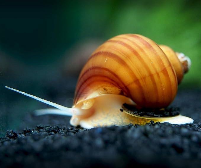 Aquatic Arts 10 Live Albino Mystery Snails | Freshwater Aquarium Species/Real Living Nano Fish Tank Pet | Glass Clearing Snail | Natural Decor