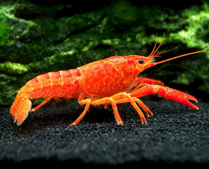 Aquatic Arts 1 Male Neon Red Crayfish | Live Freshwater Aquarium Lobster / Crawfish / Crawdad / Real Living Fish Tank Pet