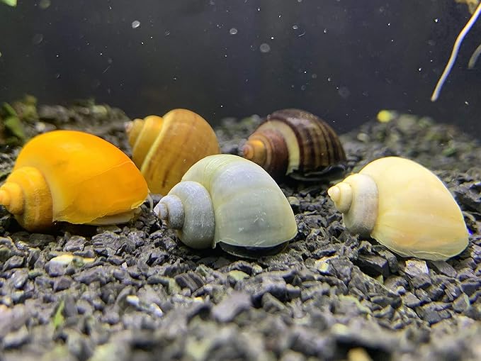 Mystery Snails x3 (Pomacea Bridgesii) Large Mix Pack - Live Freshwater Snails