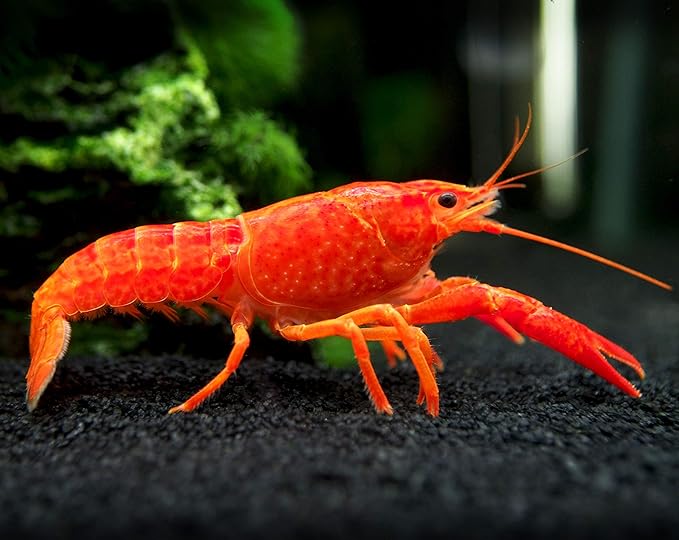 Aquatic Arts 1 B-Grade Neon Red Crayfish | Live Freshwater Aquarium Lobster/Crawfish/Crawdad/Real Living Fish Tank Pet