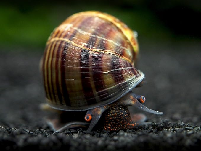 Aquatic Arts 10 Live Black Mystery Snails | Freshwater Aquarium Species | Safe in Tetra/Guppy/Betta Fish Tank | Clear Undergravel Substrate