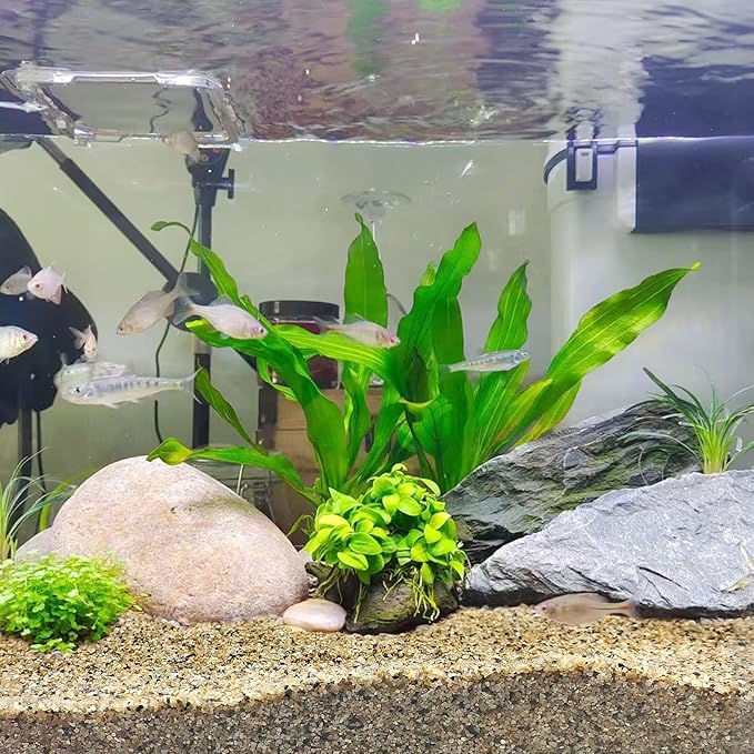 FANTIAN 20 lbs Aquarium Sand, 0.6-1.2 mm Aquarium Substrate for Freshwater Fish Tank. Decorative River Rocks Gravel for Fish Tank, Plants Potted, Fire Pits, Candle, Vase and Crafts