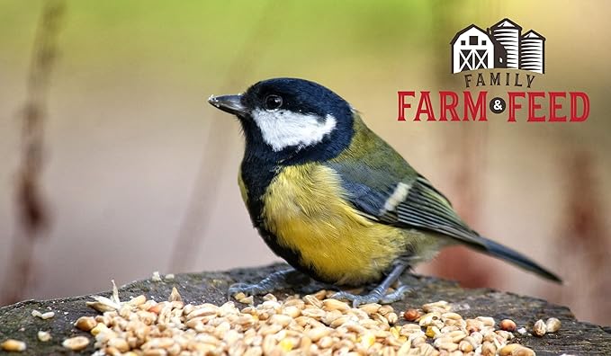 | Four Seasons | White Millet | Wild Bird Food | Backyard Songbird | 3 Pounds