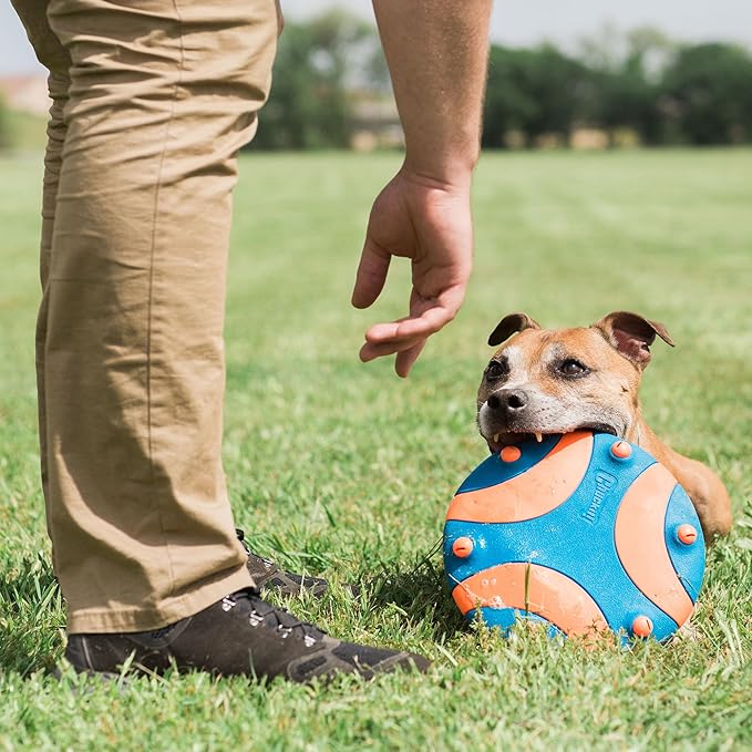 Chuckit! Whistle Flight Outdoor Dog Fetch Toy, Orange/Blue, 10.6" x 1.2" x 11.1", For Medium to Large Dogs
