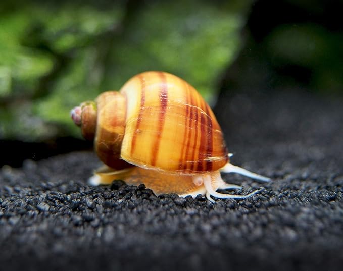 Aquatic Arts 10 Live Albino Mystery Snails | Freshwater Aquarium Species/Real Living Nano Fish Tank Pet | Glass Clearing Snail | Natural Decor