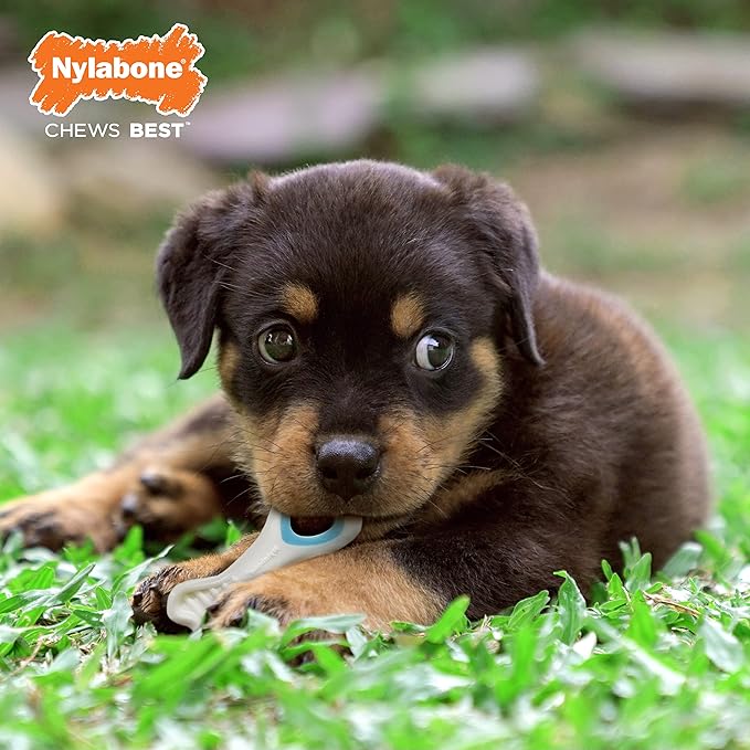 Nylabone Knuckle Bone Pop-In Treat Toy Puppy Chew Toy for Puppies, Interactive Treat Dispensing Enrichment Toys for Puppies, Chicken Flavor, X-Small Dogs - Up to 15 lbs.