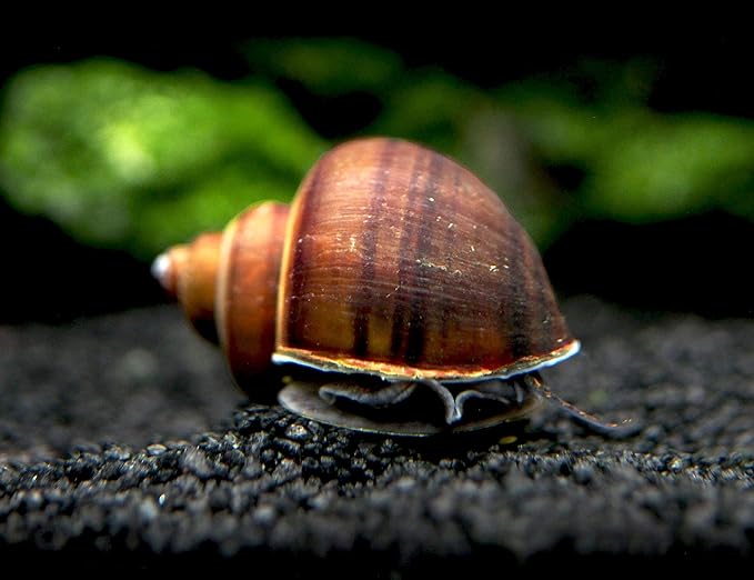 Aquatic Arts 20 Live Black Mystery Snails | Freshwater Scrubber/Real Living Aquarium Glass Clearer | Nano Tank Decorations