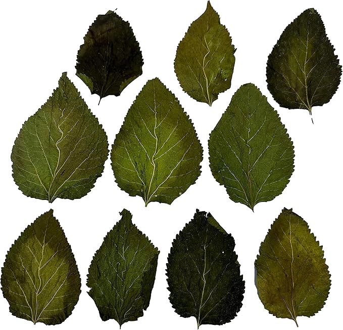 Awesome Aquatic Mulberry Shrimp Leaves Natural Botanical Leaf Food Organic Treat Aquarium Fish Shrimp Terrarium High Protein Vitamin Mineral Fiber Healthy Habitat Environment (Mulberry 10 pk)