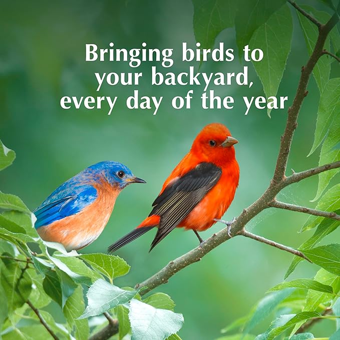 C&S Berry Delight No Melt Suet Dough, Suet Cakes for Wild Birds Including Robins, Blue Jays, Bluebirds, Tanagers, Thrushes and More, 11.75 Ounces, Pack of 8